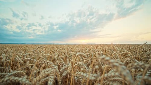 Close Up View of Wheat Ears on the Field Sunset Blue Sky Golden Agriculture