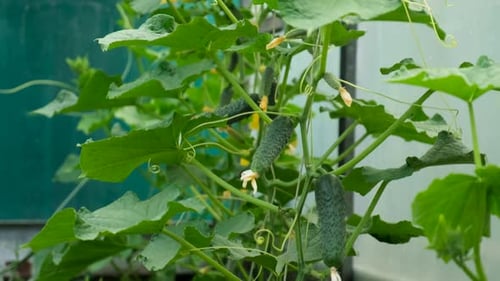 Cucumbers Growing in a Greenhouse Selective Focus