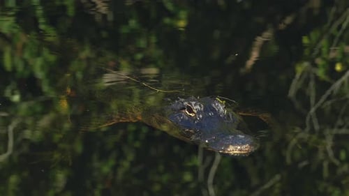 Close-up of an Alligator in the famous Florida Everglades close to Miami is vicously lurking motionl