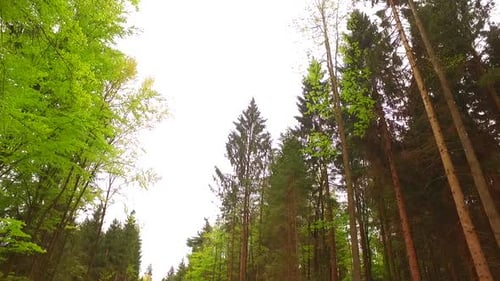 Observing Sky While Walking Through the Forest