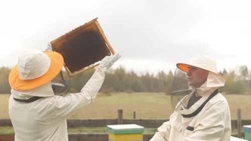 Beekeepers Inspecting Honeycomb on Frame at Apiary