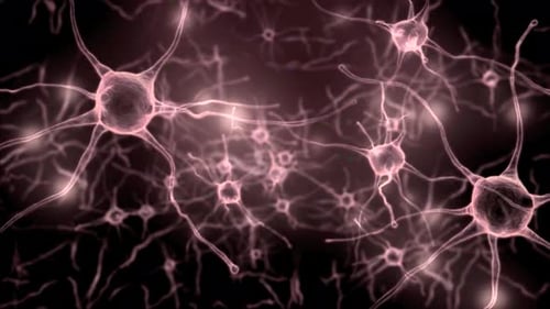 Animation of neuron cells. Nerve cells Activity in the Brain