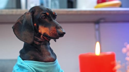 Adorable Dachshund Dog Gazing at Candle Flame