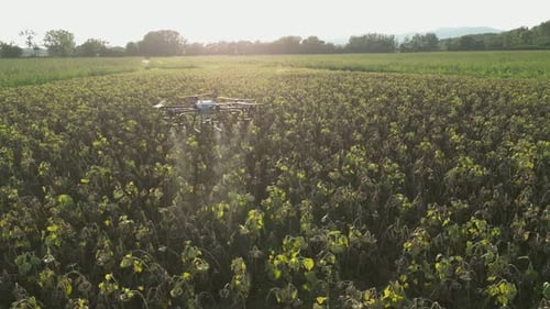 Agricultural Drone Spraying Sunflower Field 18