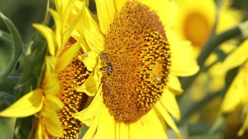Bee Collecting Pollen From Vibrant Sunflower