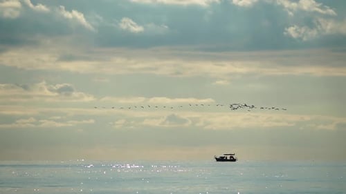 a Flock or School of Migratory Birds Flies Under a Clear Sunset Sky Over the Sea Along the Coast