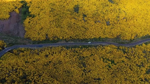 Car on Road on Blooming Mountain Slope Aerial Drone Shot Madeira Portugal