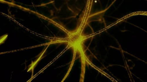 Animation of neuron cells. Nerve cells Activity in the Brain