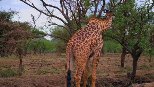 Eine Giraffe pflückt Blätter aus einem Busch in der Savanne der Serengeti