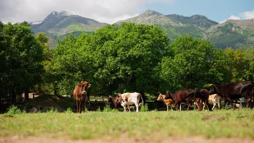 pack of cows grazing outdoors on a grassland. View of the mountains in the background.