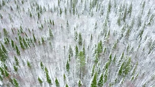 Winter snow covered white ground of pine tree forest