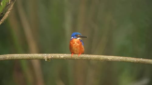 Adorable Close up Blue-eared kingfisher bird perching on the tree branch. Front view