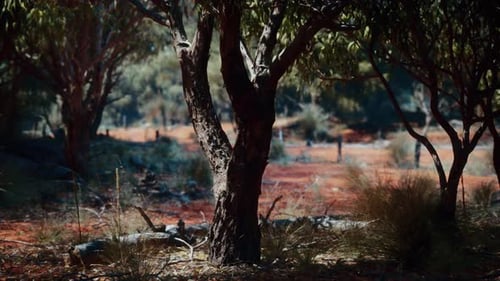 Trees and Stones in Australian Desert