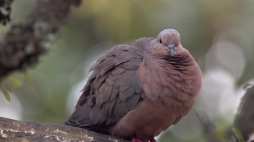 wild, flauschig, aus nächster Nähe, Ohrtaube, tropischer Taubenvogel, der ruht, ruhiger, kalter Morgen