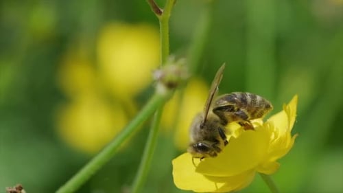 Honigbiene hebt in Zeitlupe von einer Butterblumenblüte ab