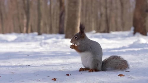 Ein flauschiges rotes Eichhörnchen frisst an einem strahlend sonnigen Tag im Wald.