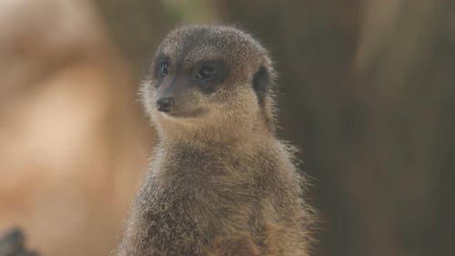 Ein Erdmännchen schaut sich im Stehen um. Nahaufnahme mit unscharfem Hintergrund.