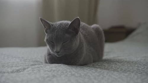 Gray Cat Resting Indoors on Bed