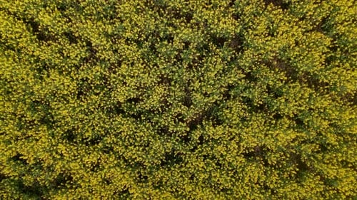 Yellow Canola Field Aerial Drone View Rapeseed Blossom Field with Strips of Bright Yellow Rape and