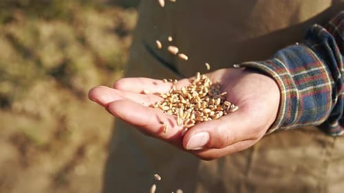 Wheat Seeds Falling into Hand in Sunlight