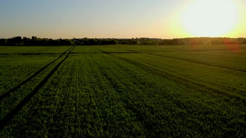 Wachsendes grünes Weizenfeld bei Sonnenuntergang