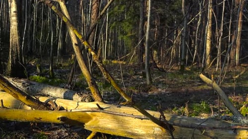 Großer Baum, der an einem sonnigen Tag in einem Herbstwald umgestürzt ist und den Boden mit Moos bedeckt.