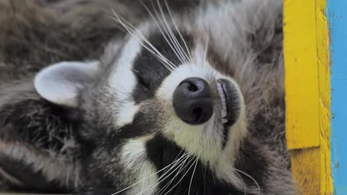 Closeup Slow Motion Portrait of an American Raccoon in Contact Zoo Young Happy Racoon Laying on