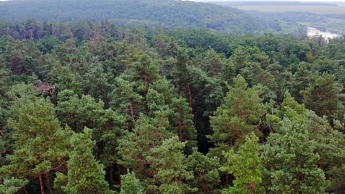 Aerial forest view on top of trees