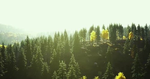 Lush Green Forest with Golden Foliage Under Bright Sunlight in Autumn
