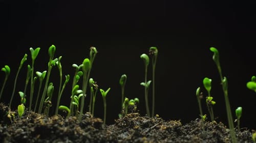 Seeds Sprout and Grow From Soil in Time-Lapse