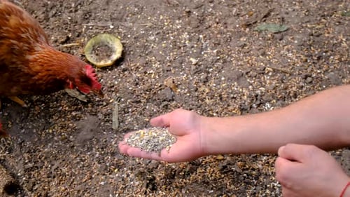 Feeding Ginger Chicken Out of Hand on Farm