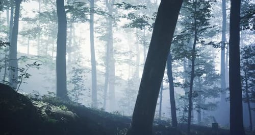 Misty Forest Landscape with Sun Rays Filtering Through Trees in Morning Light