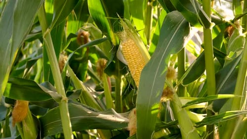 Corn Grows in the Garden Selective Focus