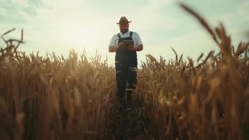 Traditional Agricultural Region Farmer Walking in Golden Rye Field Front View Organic Farming and
