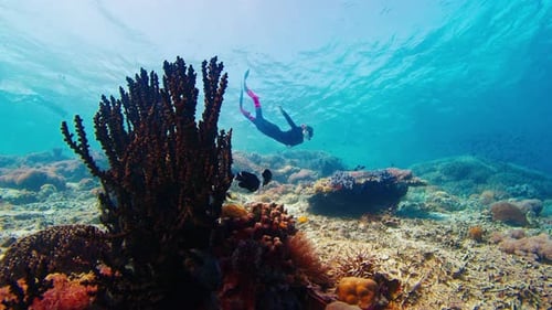 Freediver swims underwater and explores vivid and healthy coral reef in Komodo National Park