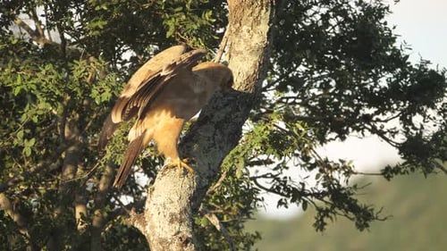 Majestic Tawny Eagle spreads wings while perched on tree at magic hour