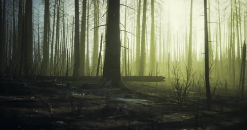 Misty Light Filters Through a Burned Forest in Early Morning Hours