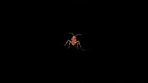 Wild Red Ant Crazy Bite Front