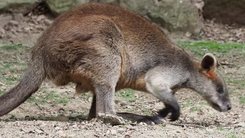 Sumpfwallaby, Wallabia zweifarbig. Bekannt als das schwarze Wallaby