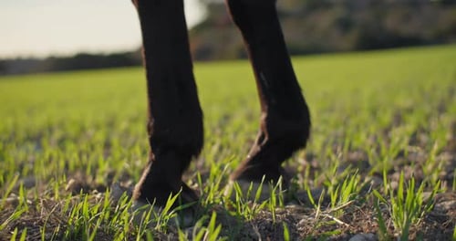 Dark Brown Horse Walking Through a Grassy Field