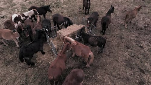 Horses Eating Hay in Rural Pasture Aerial View