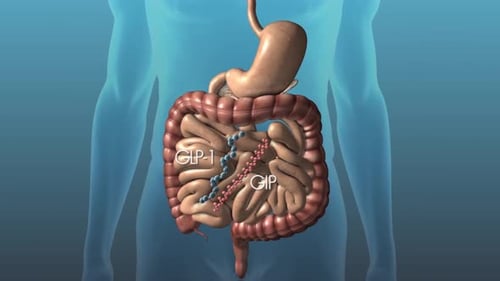 3D Animation of GLP-1 and Glucose Interaction in Human Digestive System