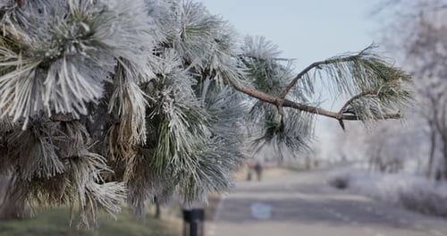 Frosted Tree Branch in a Winter Park