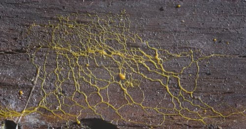 Bright Yellow Slime Mold Growing on Wood