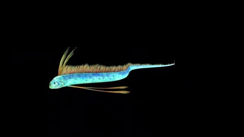 Hairtail Swim Idle