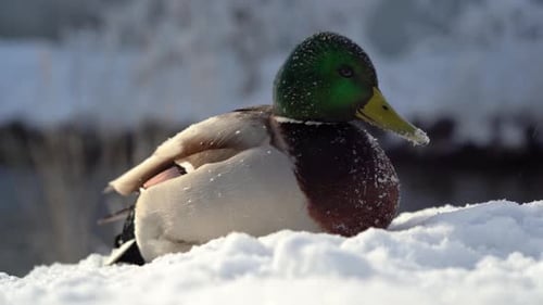 Mallard Duck Preening Feathers in Winter Snow