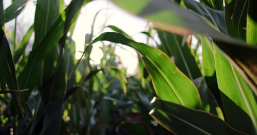 Corn Maize Agriculture Nature Field