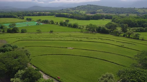 Drone shot of rice fields in South America. The green nature video.