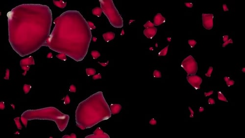 Falling Red Rose Petals Romantic Wedding Anniversary Animation