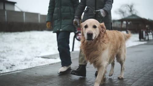 Women Walking Golden Retriever on Leash Outdoors